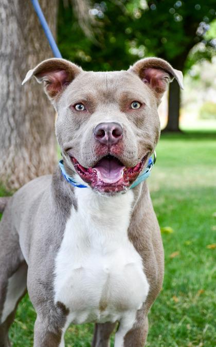 Enlarge Jimmy, a Adoptable mixed breed in Yakima, WA image 3/3