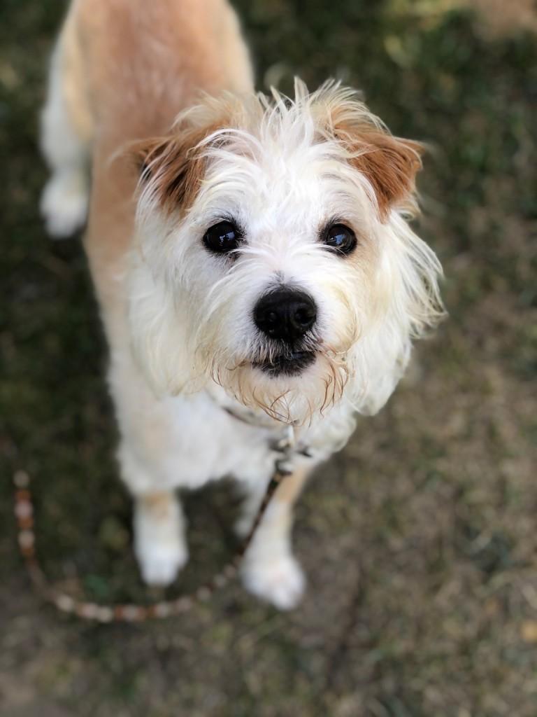 Kershaw, a Adoptable mixed breed in Los Angeles, CA image 2/6