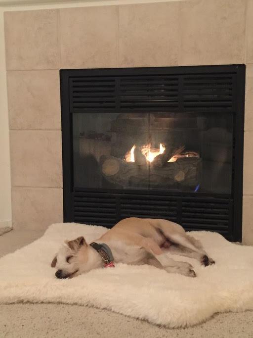 Kershaw, a Adoptable mixed breed in Los Angeles, CA image 3/6