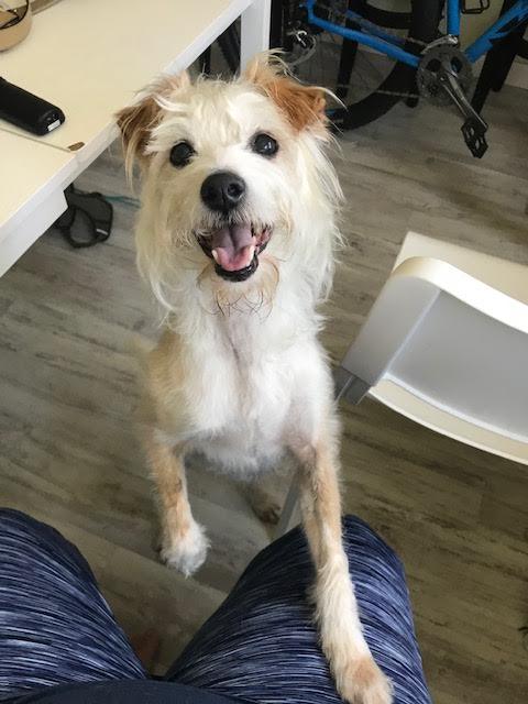 Kershaw, a Adoptable mixed breed in Los Angeles, CA image 4/6