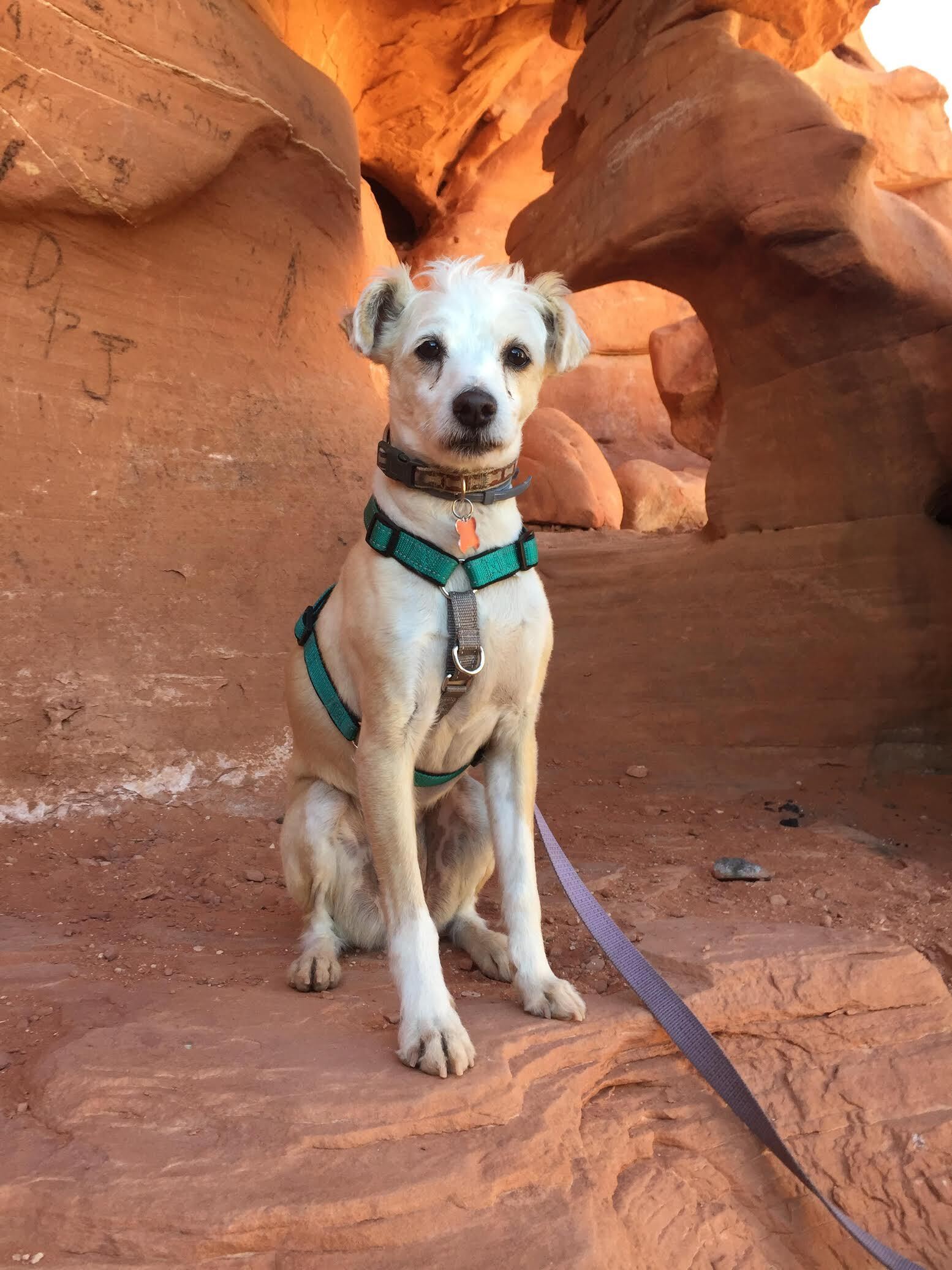 Kershaw, a Adoptable mixed breed in Los Angeles, CA image 5/6