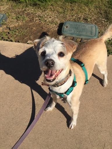 Kershaw, a Adoptable mixed breed in Los Angeles, CA image 6/6