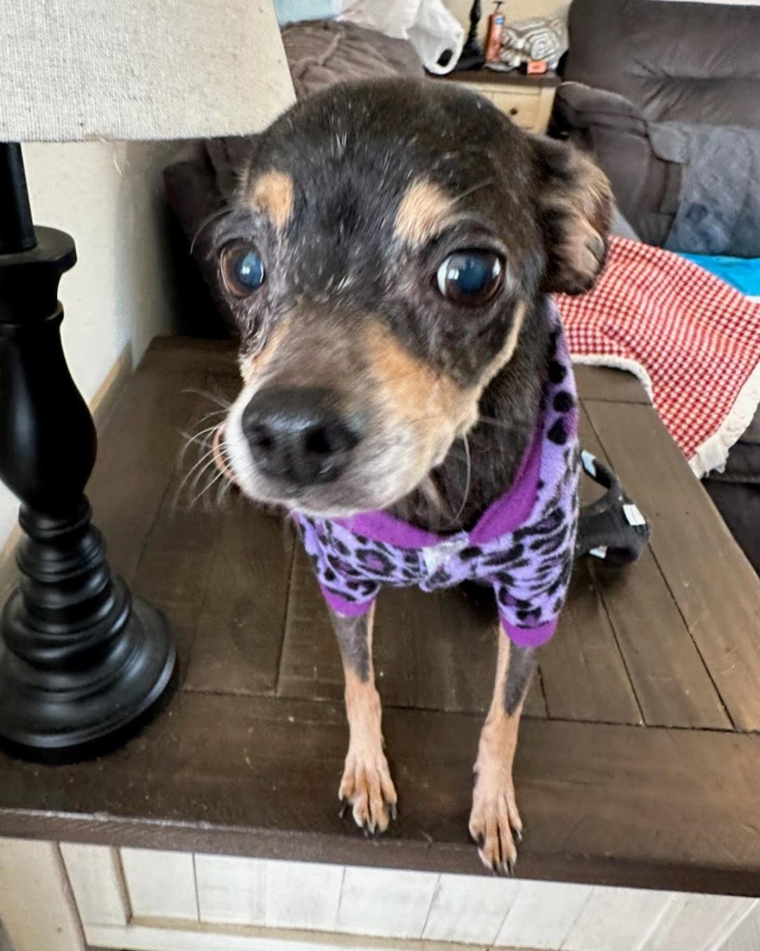 Misty, Adoptable, Senior Female Chihuahua.