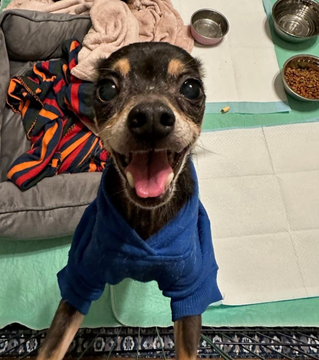 Misty, a Adoptable mixed breed in Knoxville, TN image 2/3