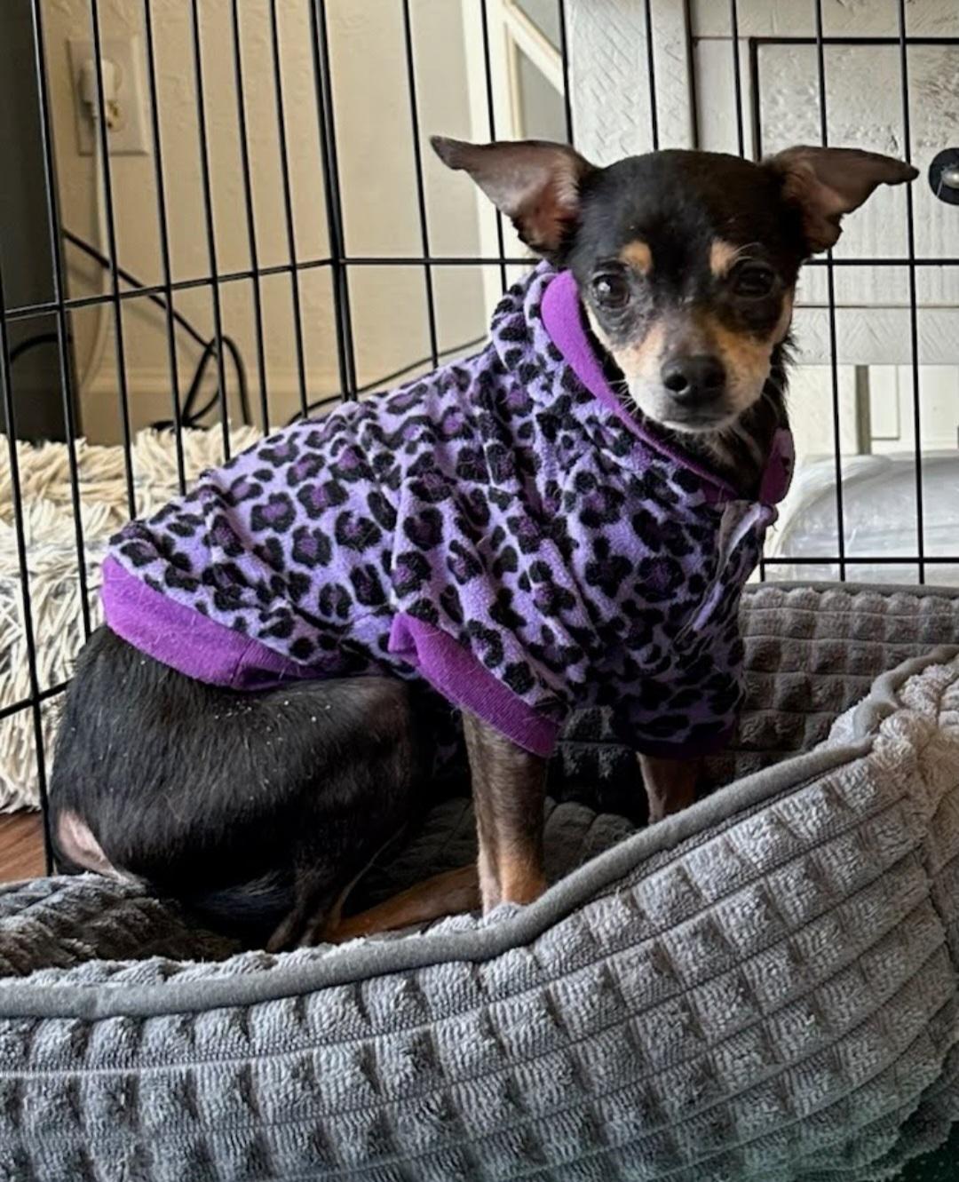 Misty, a Adoptable mixed breed in Knoxville, TN image 3/3