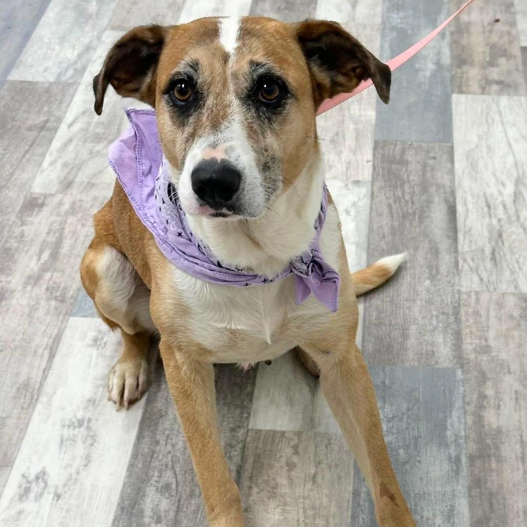 Enlarge Pumpkin Pie, a Adoptable Mixed Breed in Lufkin, TX image 1/5