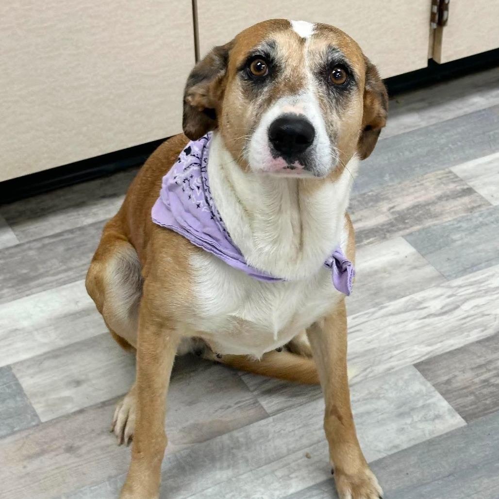 Enlarge Pumpkin Pie, a Adoptable Mixed Breed in Lufkin, TX image 2/5