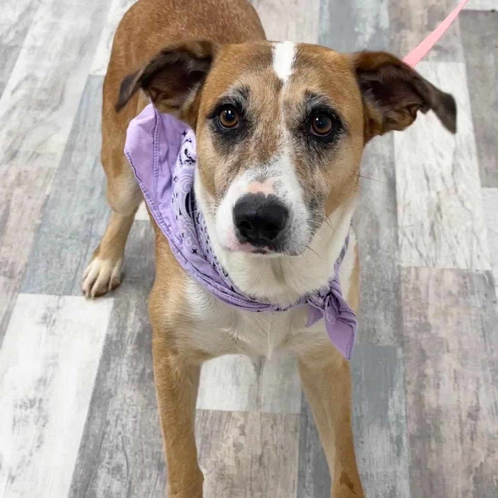 Enlarge Pumpkin Pie, a Adoptable Mixed Breed in Lufkin, TX image 3/5