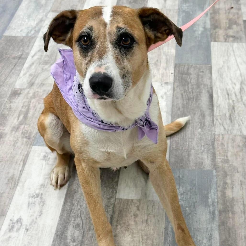 Enlarge Pumpkin Pie, a Adoptable Mixed Breed in Lufkin, TX image 4/5