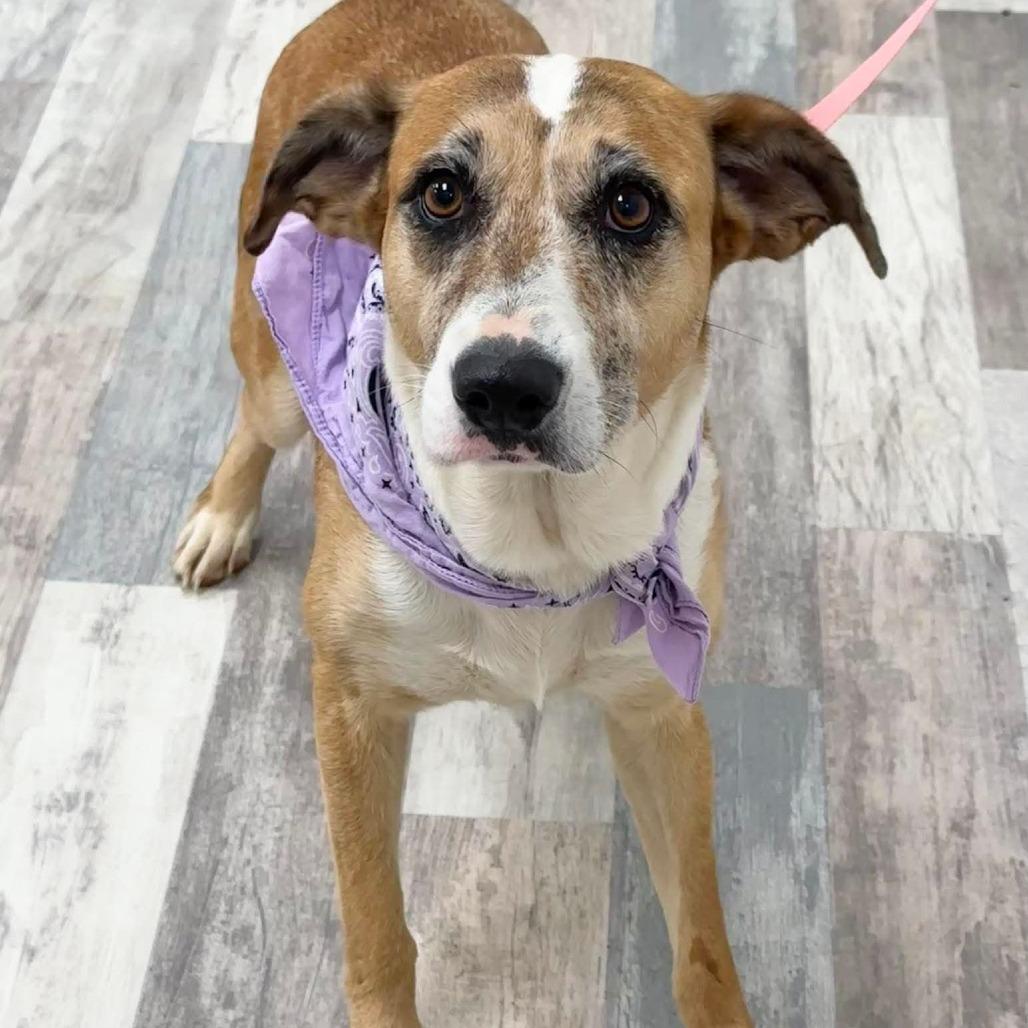 Enlarge Pumpkin Pie, a Adoptable Mixed Breed in Lufkin, TX image 5/5