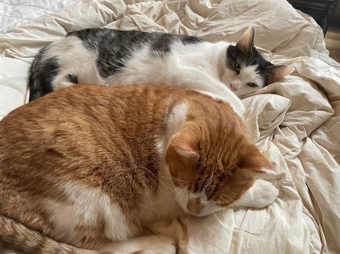 Khenan, a Adoptable Domestic Short Hair in Midland, MI image 1/12