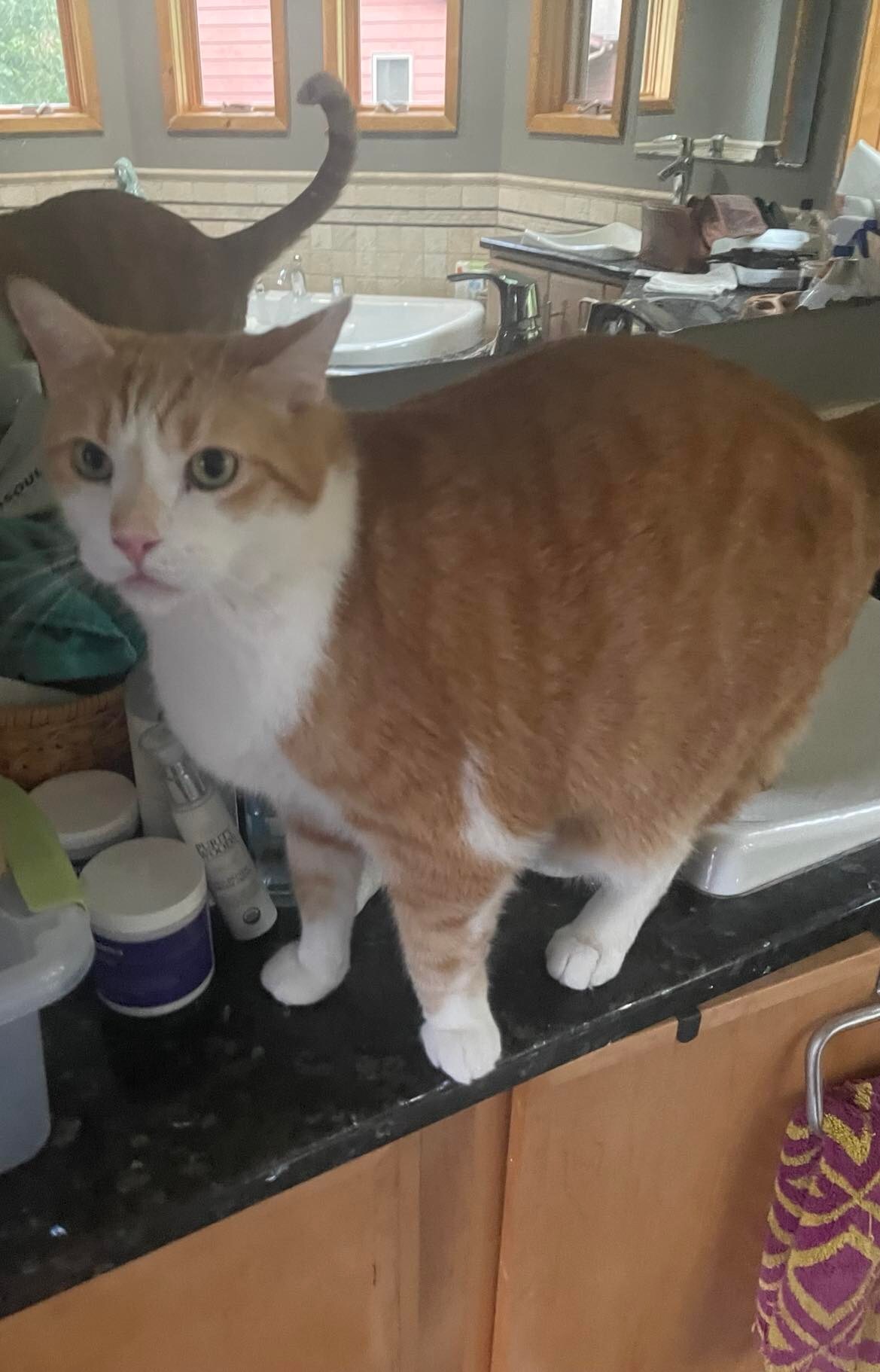 Khenan, a Adoptable Domestic Short Hair in Midland, MI image 2/12