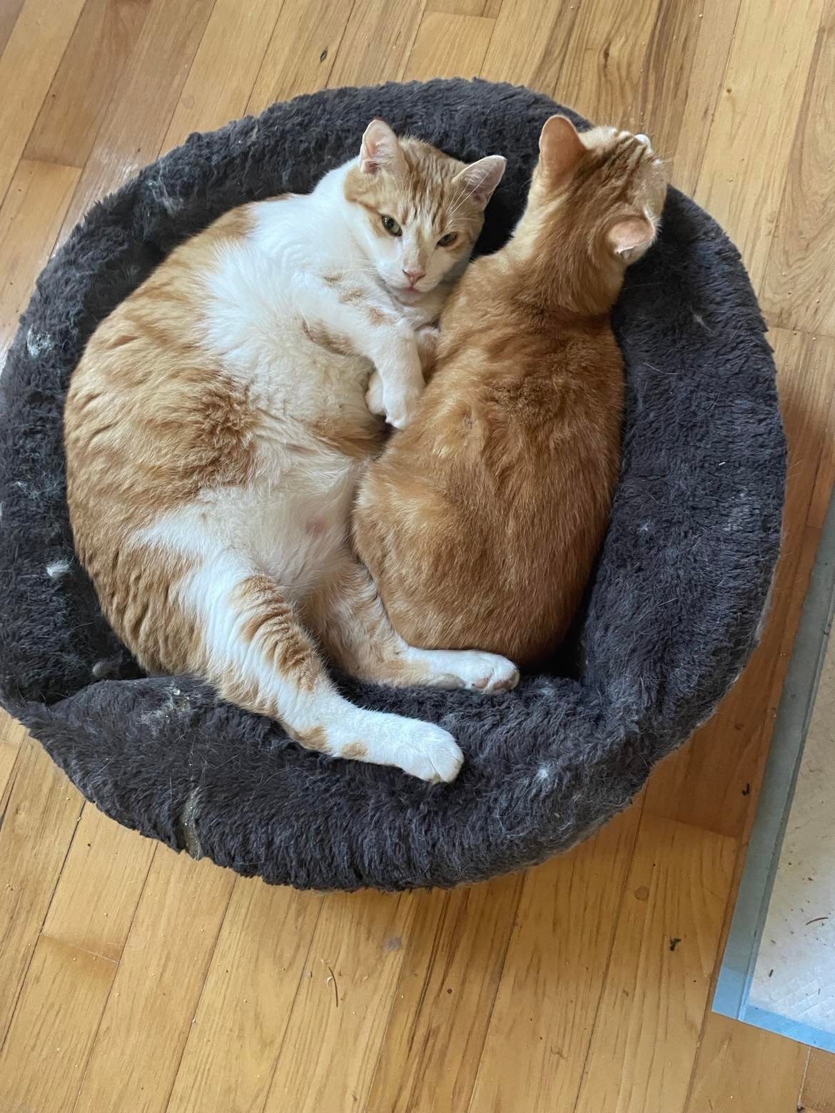 Khenan, a Adoptable Domestic Short Hair in Midland, MI image 3/12