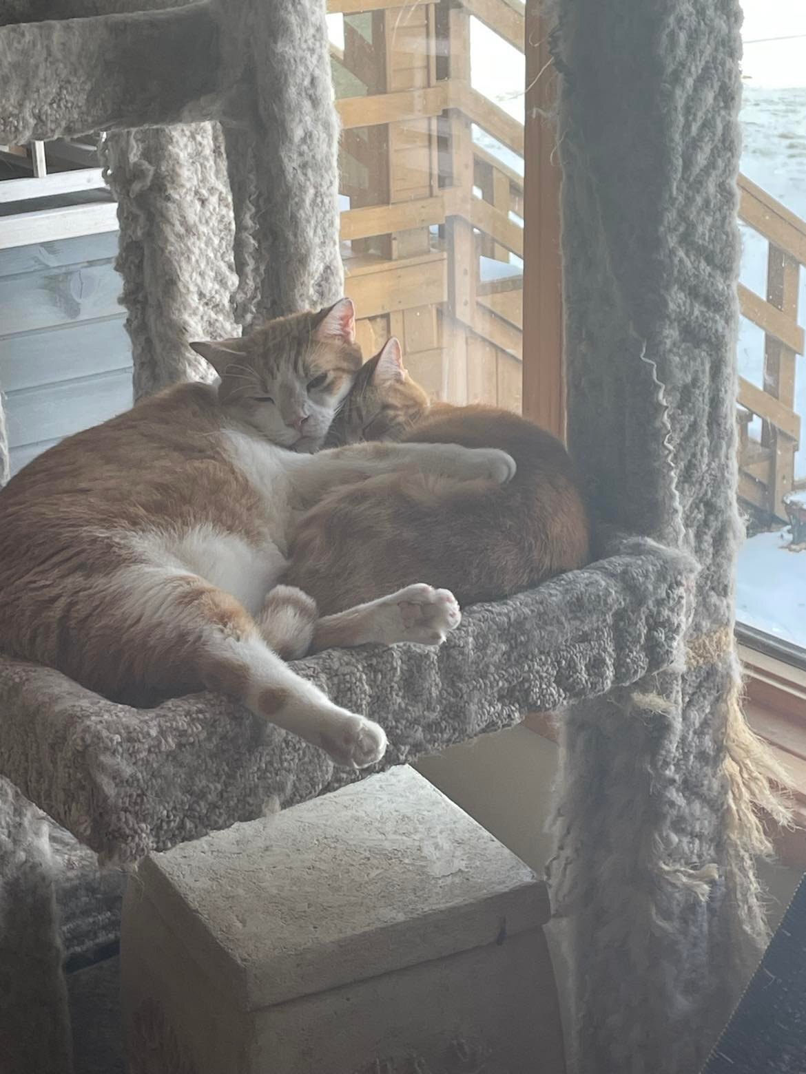 Khenan, a Adoptable Domestic Short Hair in Midland, MI image 5/12