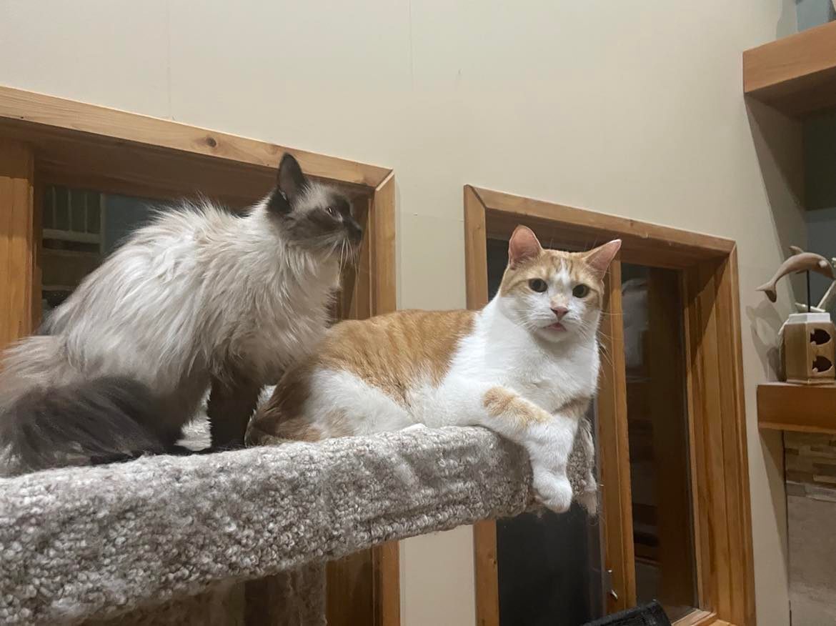 Khenan, a Adoptable Domestic Short Hair in Midland, MI image 6/12