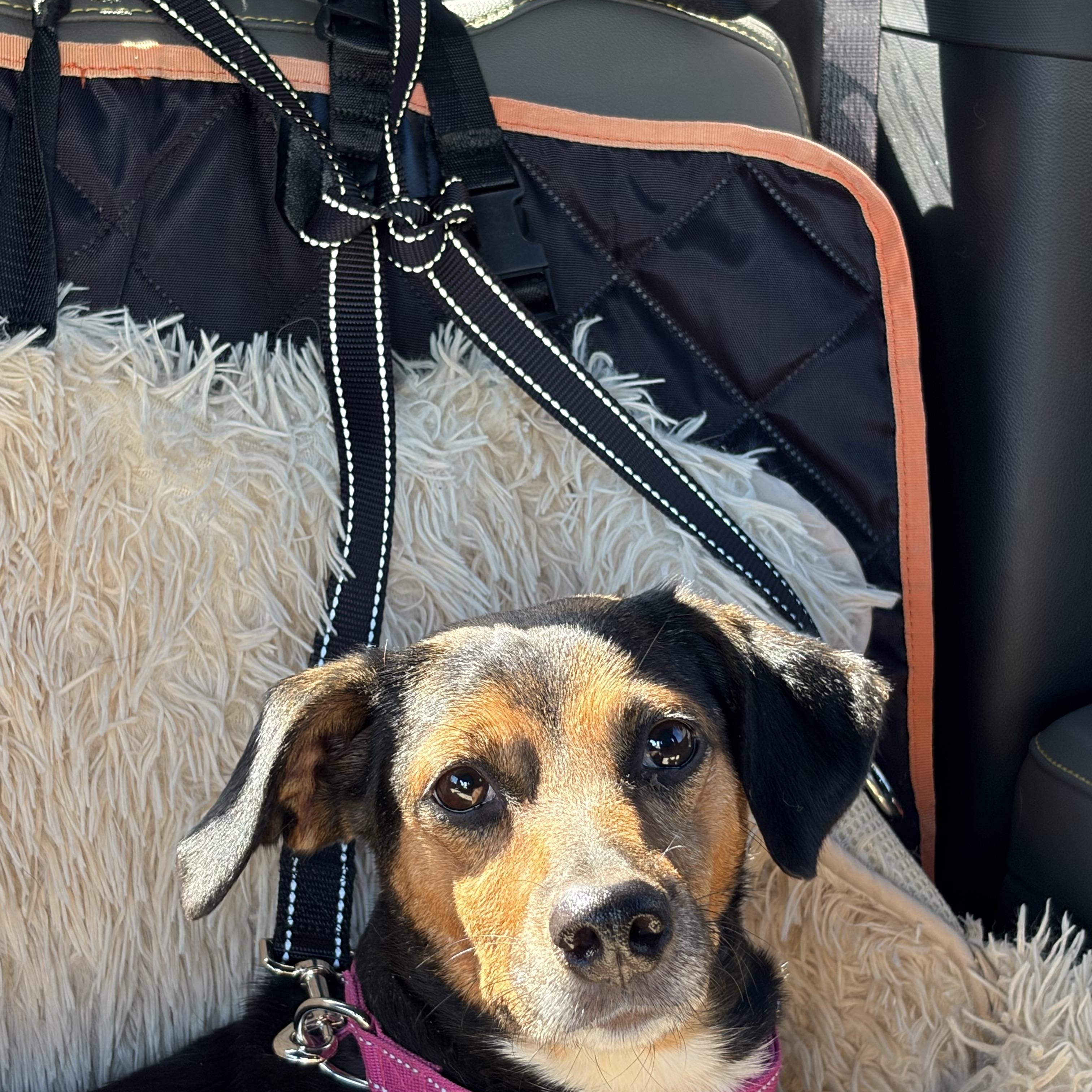 Enlarge Farrah, a Adoptable Mixed Breed in Warrenton, VA image 3/6