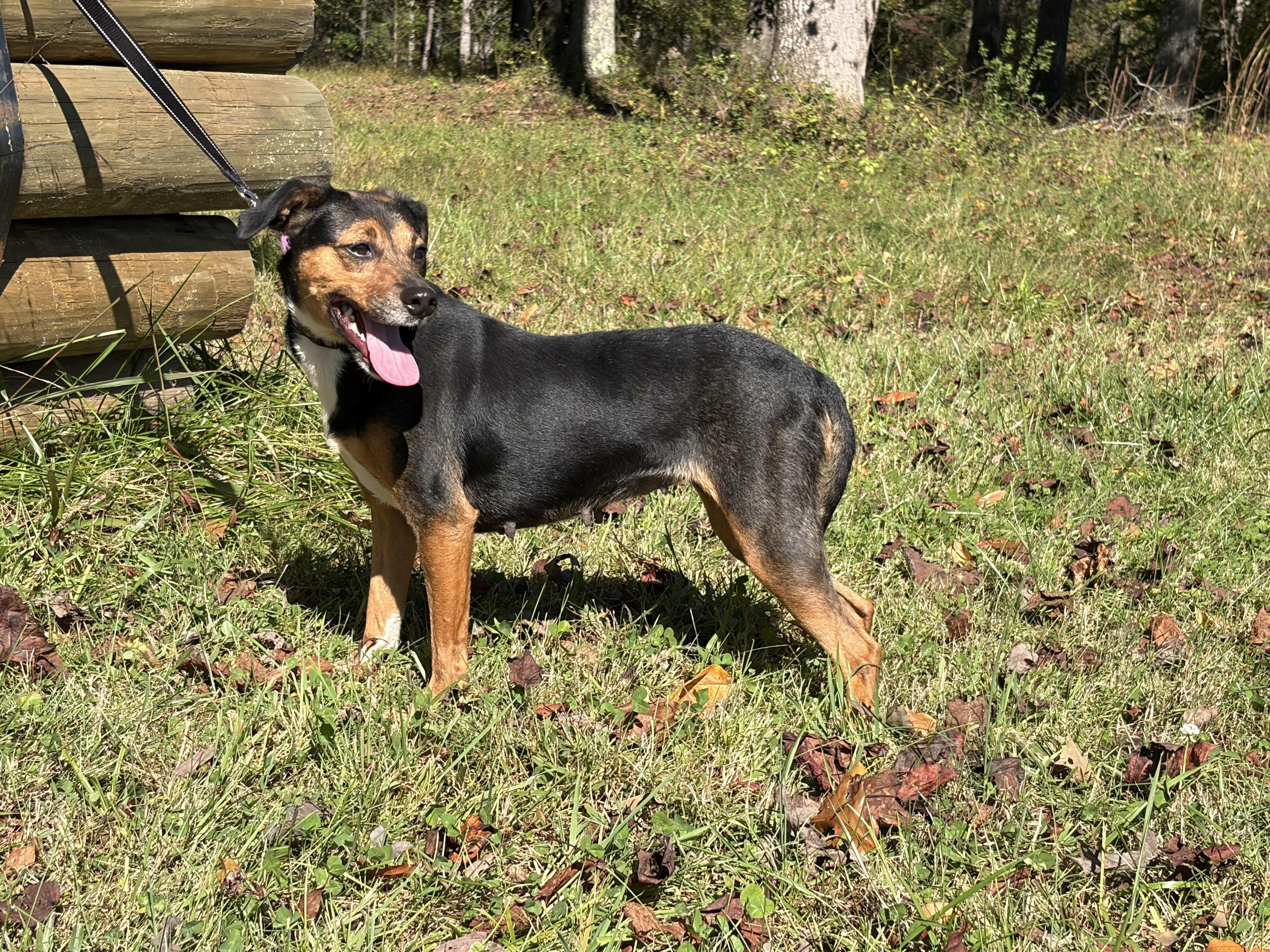 Enlarge Farrah, a Adoptable Mixed Breed in Warrenton, VA image 6/6