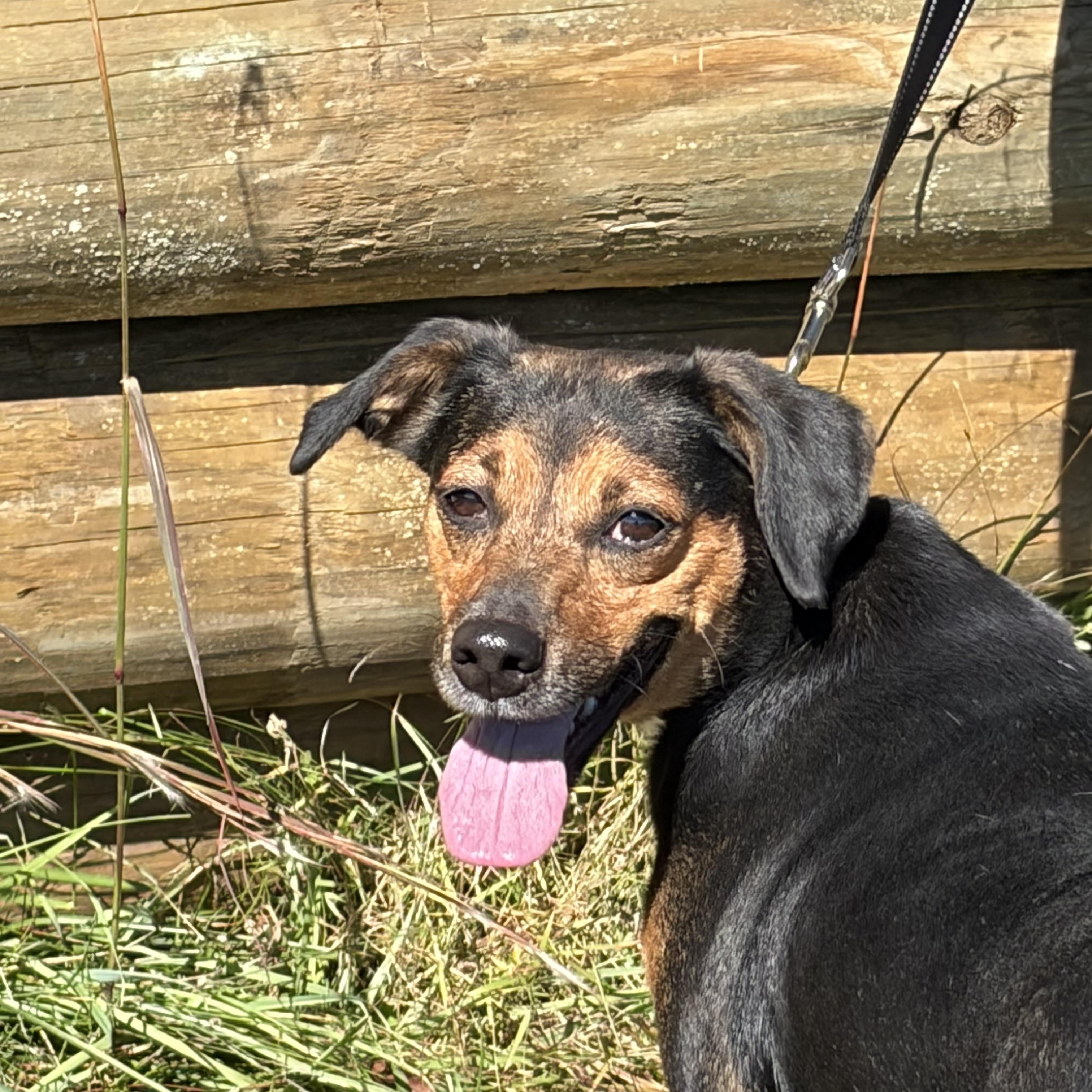Enlarge Farrah, a Adoptable Mixed Breed in Warrenton, VA image 5/6