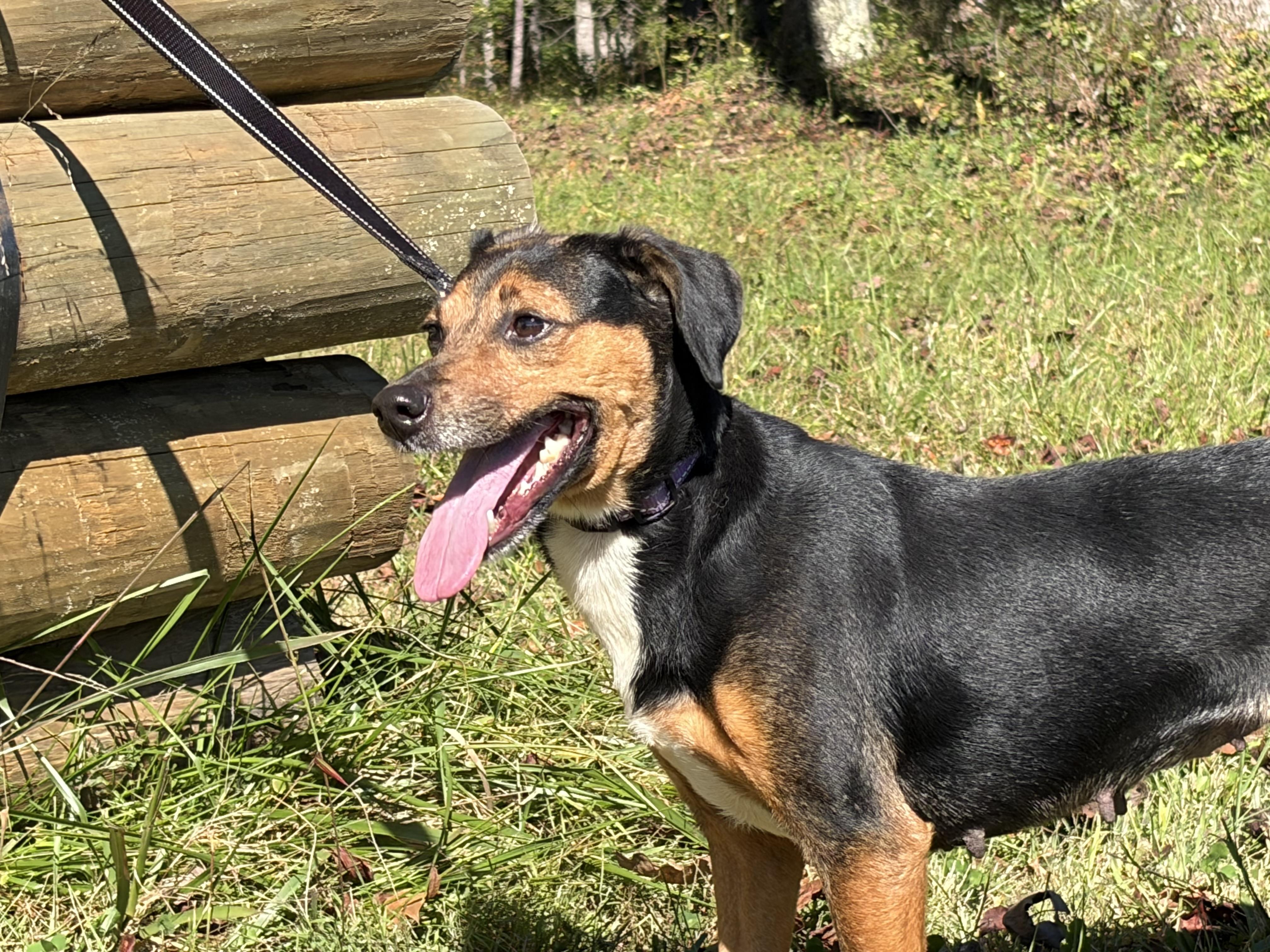Enlarge Farrah, a Adoptable Mixed Breed in Warrenton, VA image 4/6
