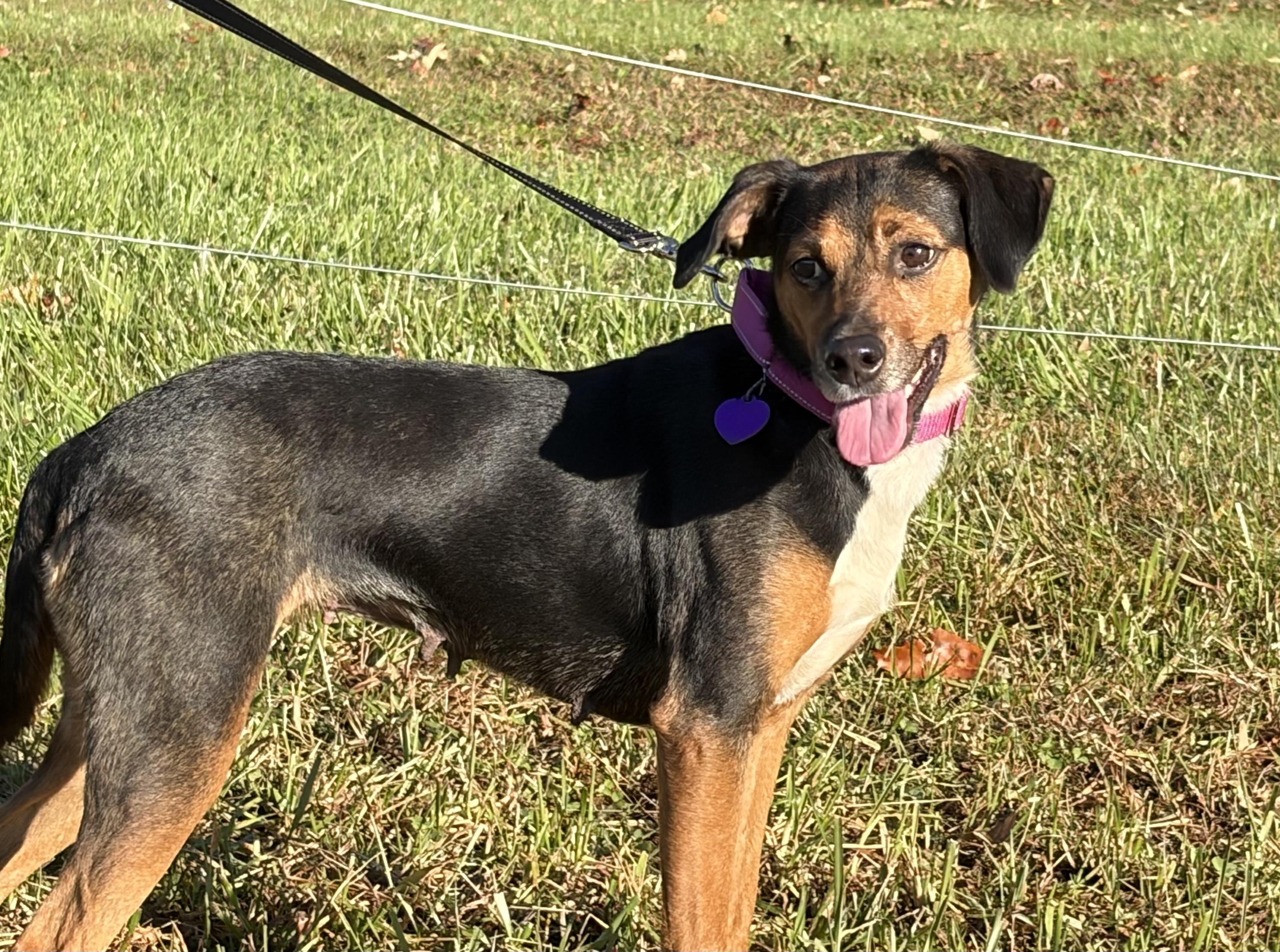 Enlarge Farrah, a Adoptable Mixed Breed in Warrenton, VA image 1/6