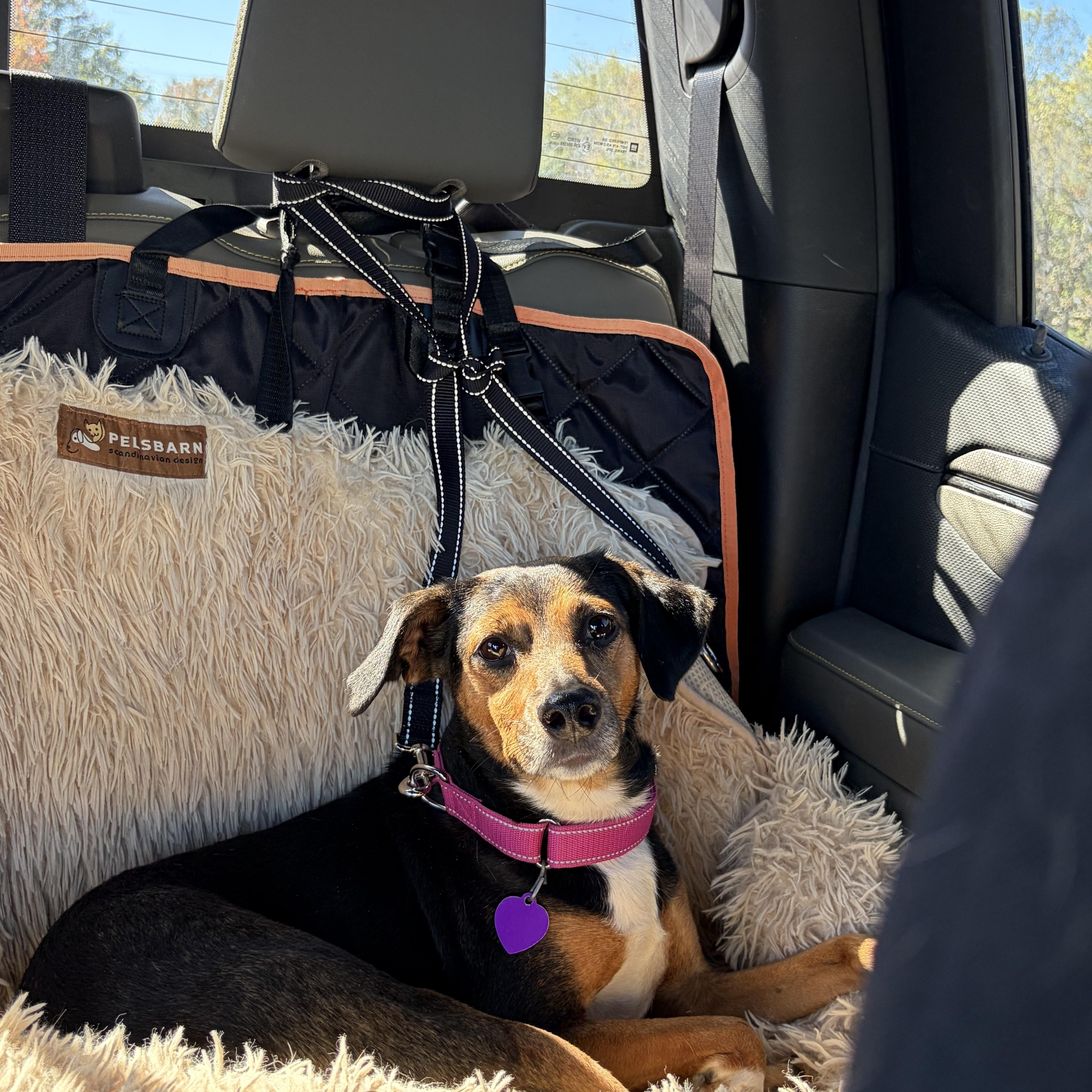 Enlarge Farrah, a Adoptable Mixed Breed in Warrenton, VA image 2/6