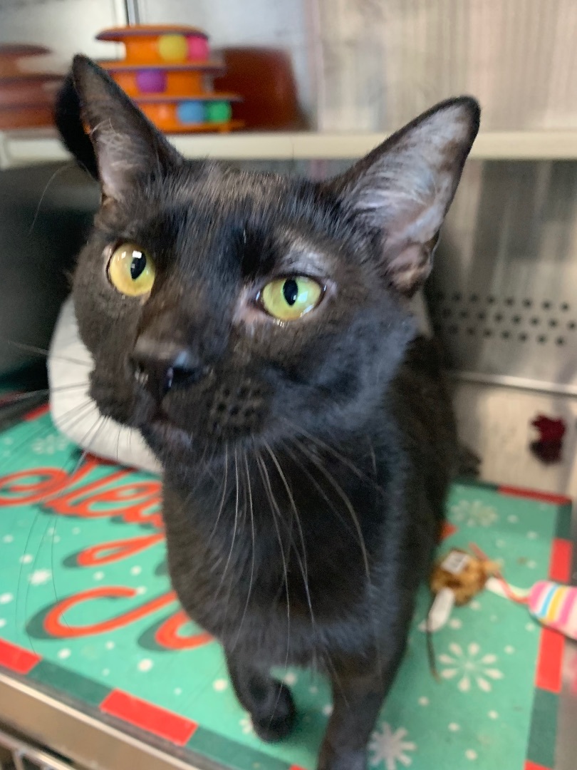 Enlarge Lechusa, a Adoptable Domestic Short Hair in Mabank, TX image 1/9