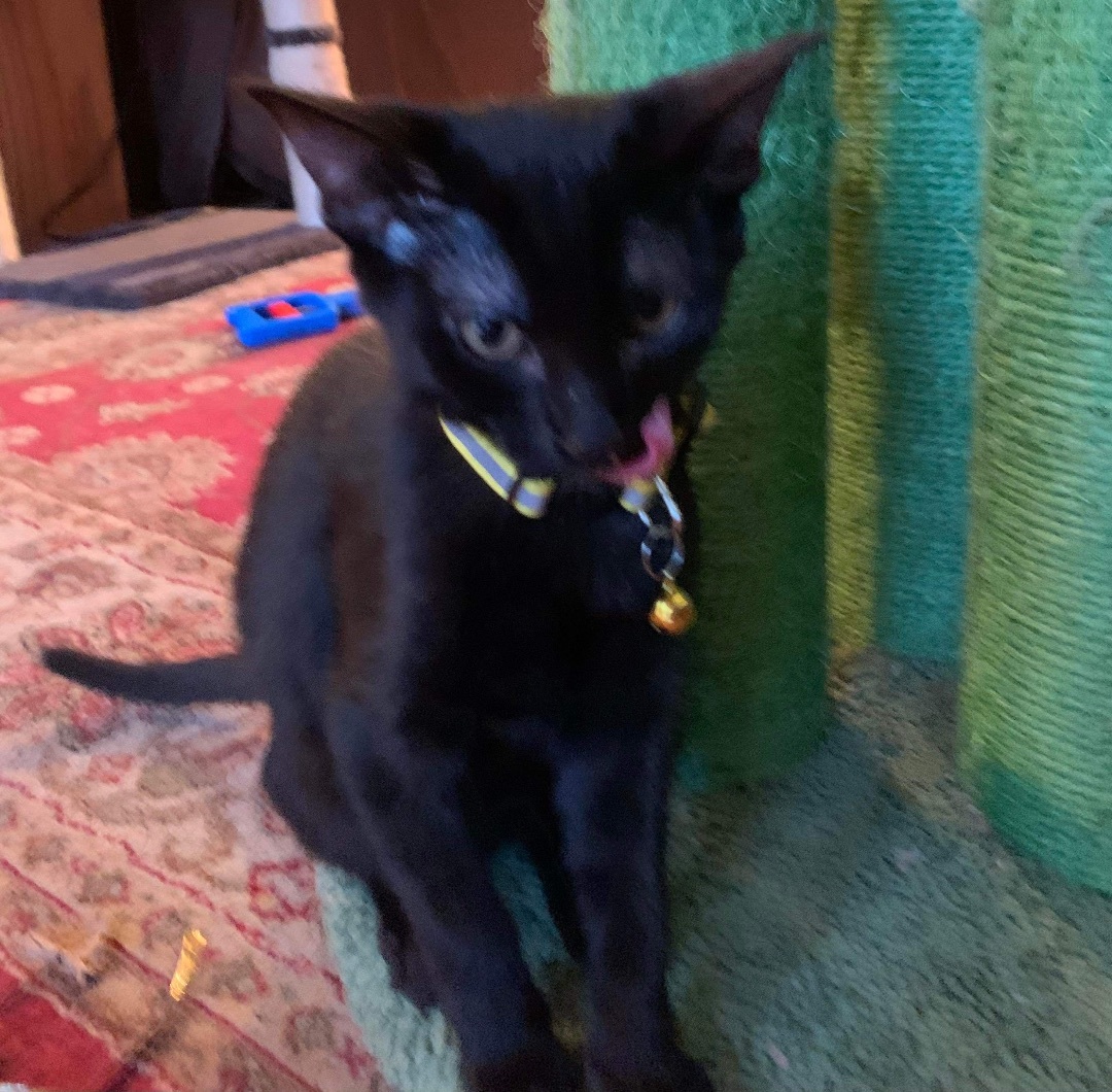 Enlarge Lechusa, a Adoptable Domestic Short Hair in Mabank, TX image 2/9