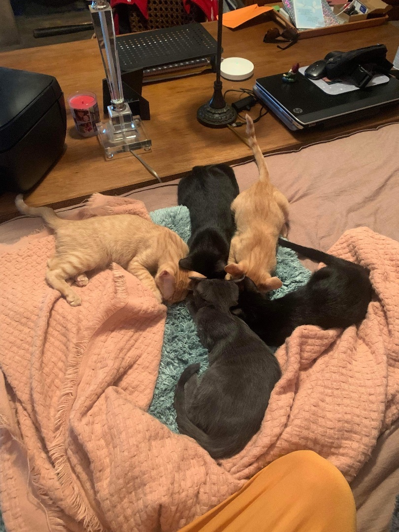 Enlarge Lechusa, a Adoptable Domestic Short Hair in Mabank, TX image 3/9