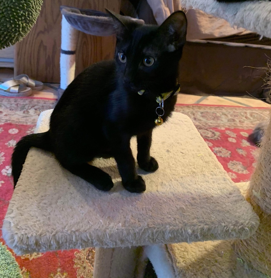 Enlarge Lechusa, a Adoptable Domestic Short Hair in Mabank, TX image 4/9