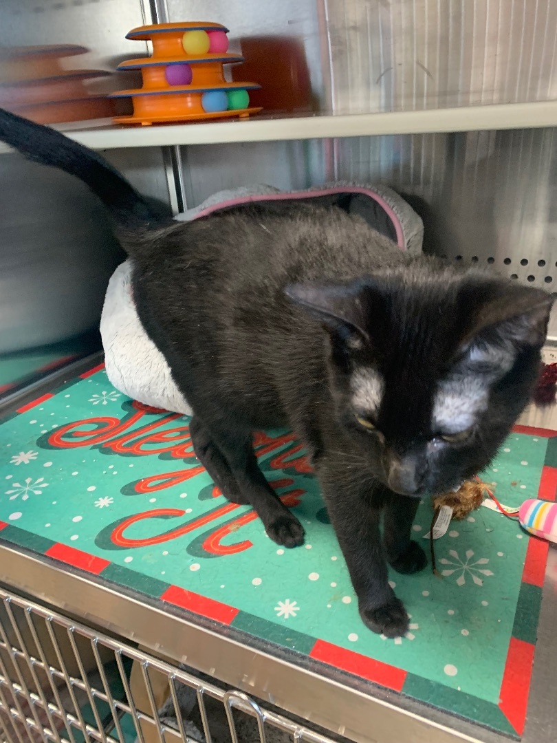 Enlarge Lechusa, a Adoptable Domestic Short Hair in Mabank, TX image 5/9