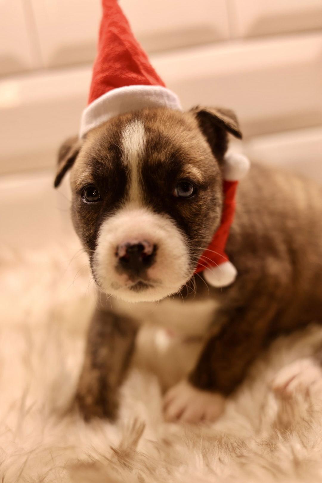 Enlarge Sophia, a Adoptable American Bulldog in Duluth, MN image 1/3