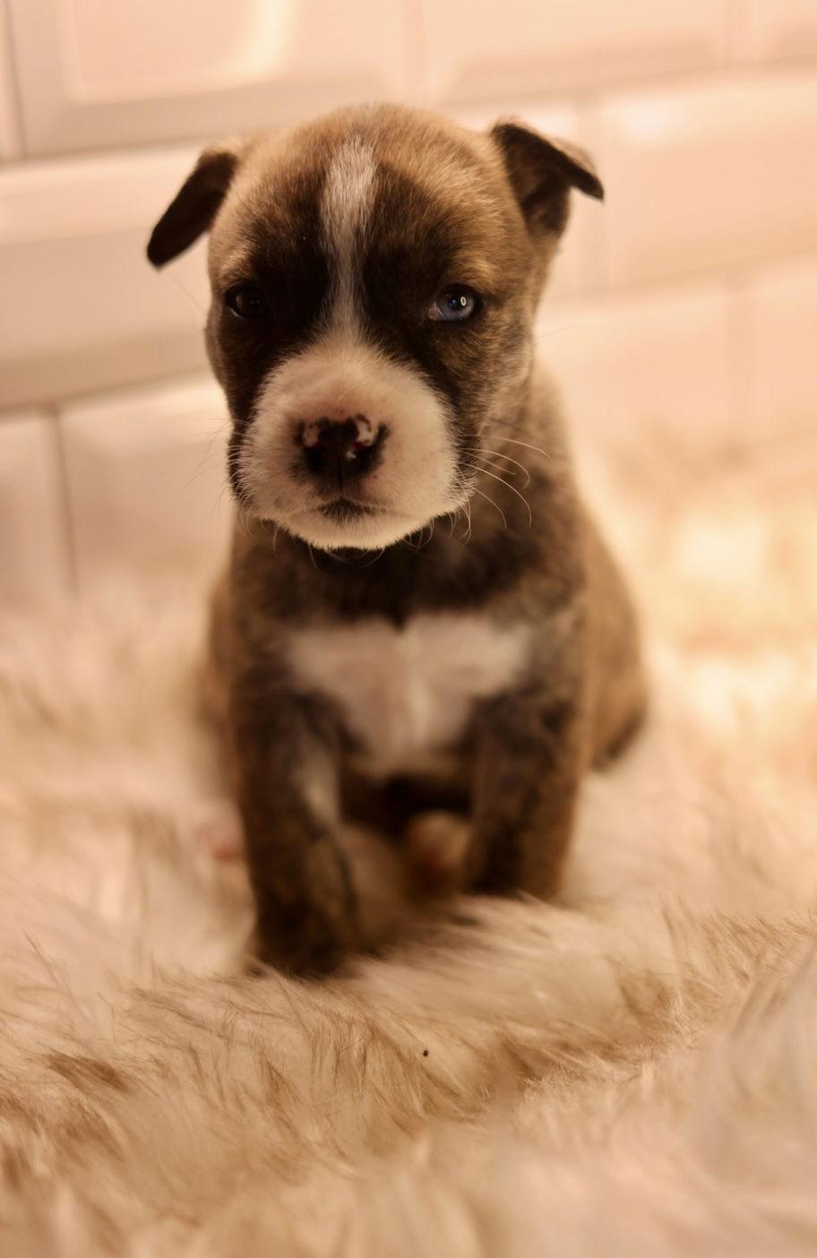 Enlarge Sophia, a Adoptable American Bulldog in Duluth, MN image 2/3