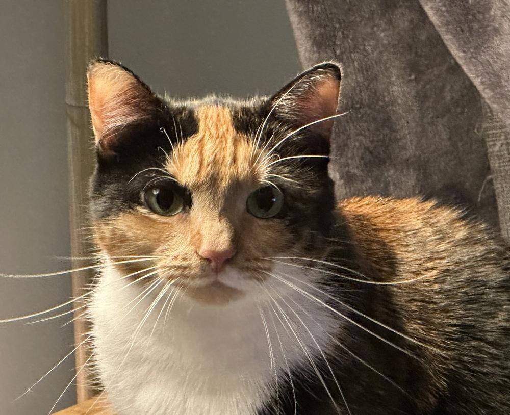 Liza, Adoptable, Adult Female Domestic Short Hair.