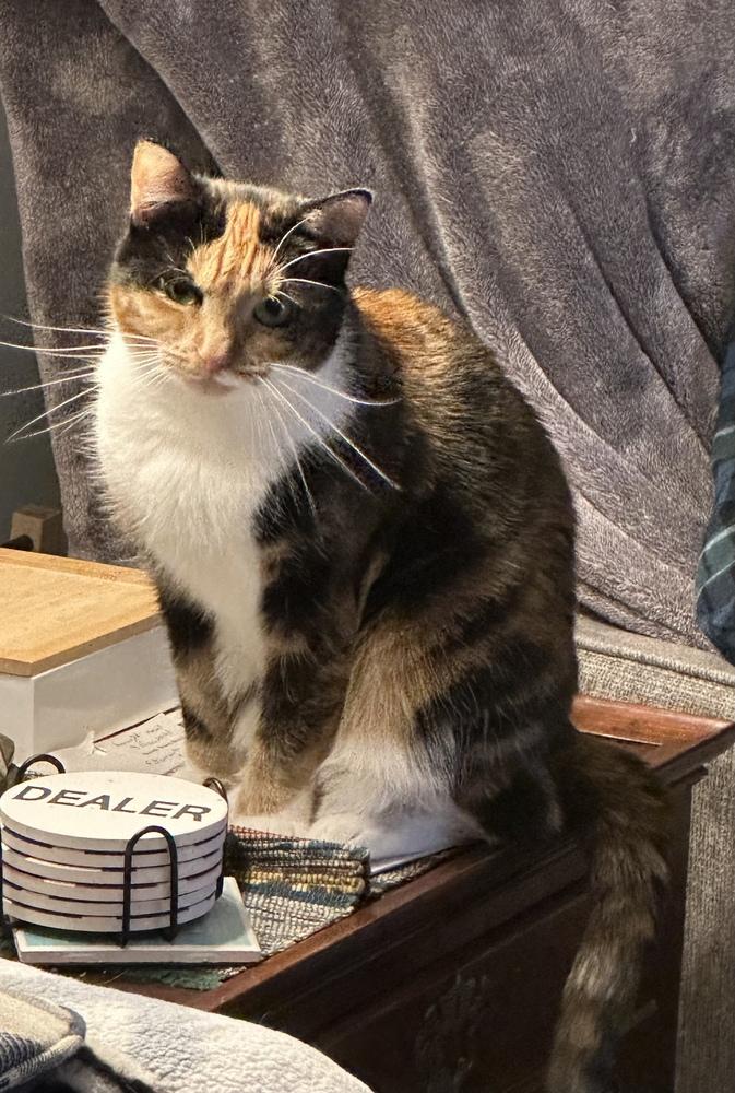 Enlarge Liza, a Adoptable Domestic Short Hair in Henrico, VA image 3/6