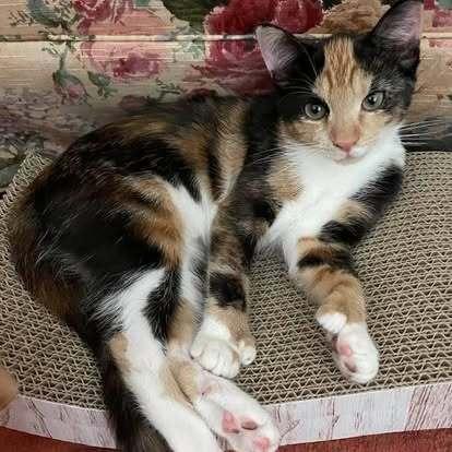 Enlarge Liza, a Adoptable Domestic Short Hair in Henrico, VA image 5/6