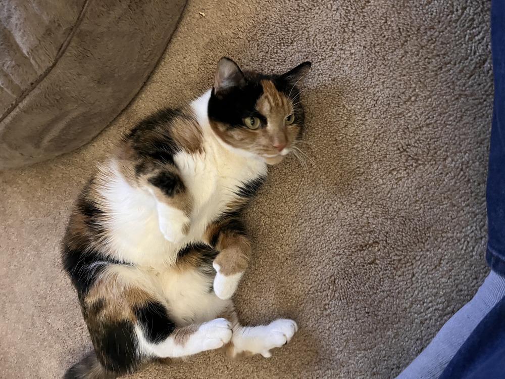 Enlarge Liza, a Adoptable Domestic Short Hair in Henrico, VA image 6/6