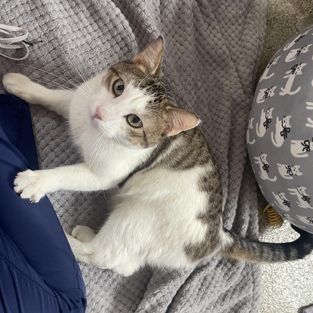 Enlarge Hort, a Adoptable Domestic Short Hair in Chicago, IL image 1/3