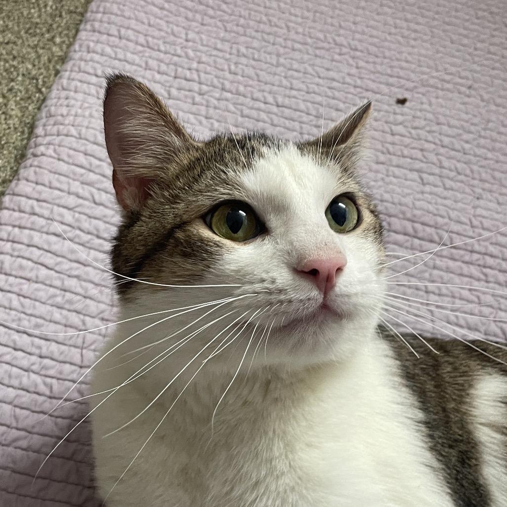 Enlarge Hort, a Adoptable Domestic Short Hair in Chicago, IL image 2/3