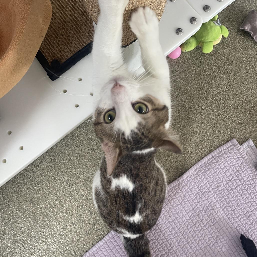 Enlarge Hort, a Adoptable Domestic Short Hair in Chicago, IL image 3/3