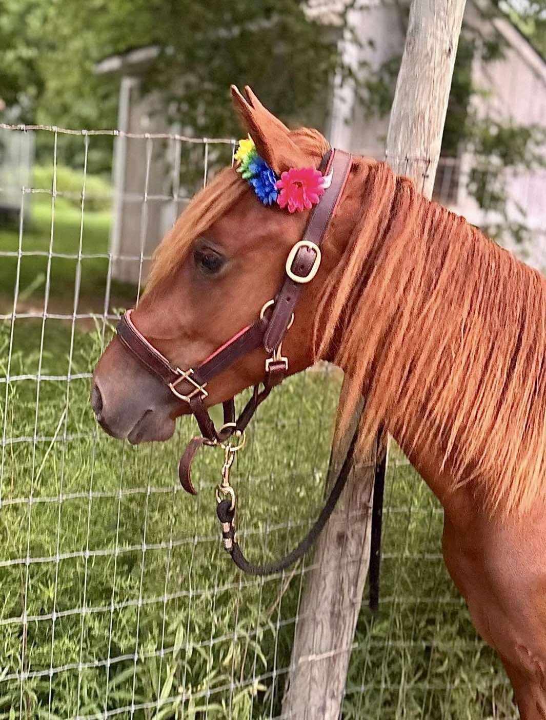 Enlarge Red-, a Adoptable Paso Fino in Huntington, WV image 2/6