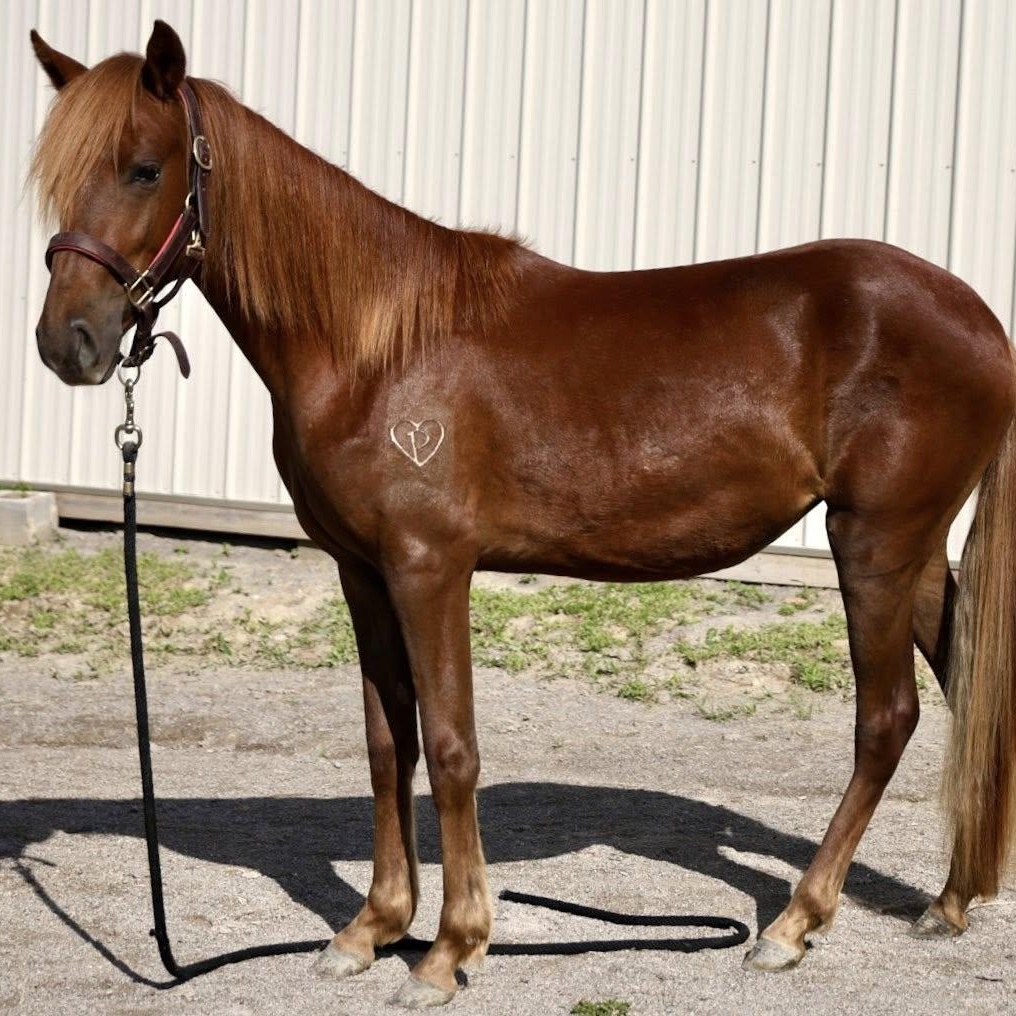 Enlarge Red-, a Adoptable Paso Fino in Huntington, WV image 1/6