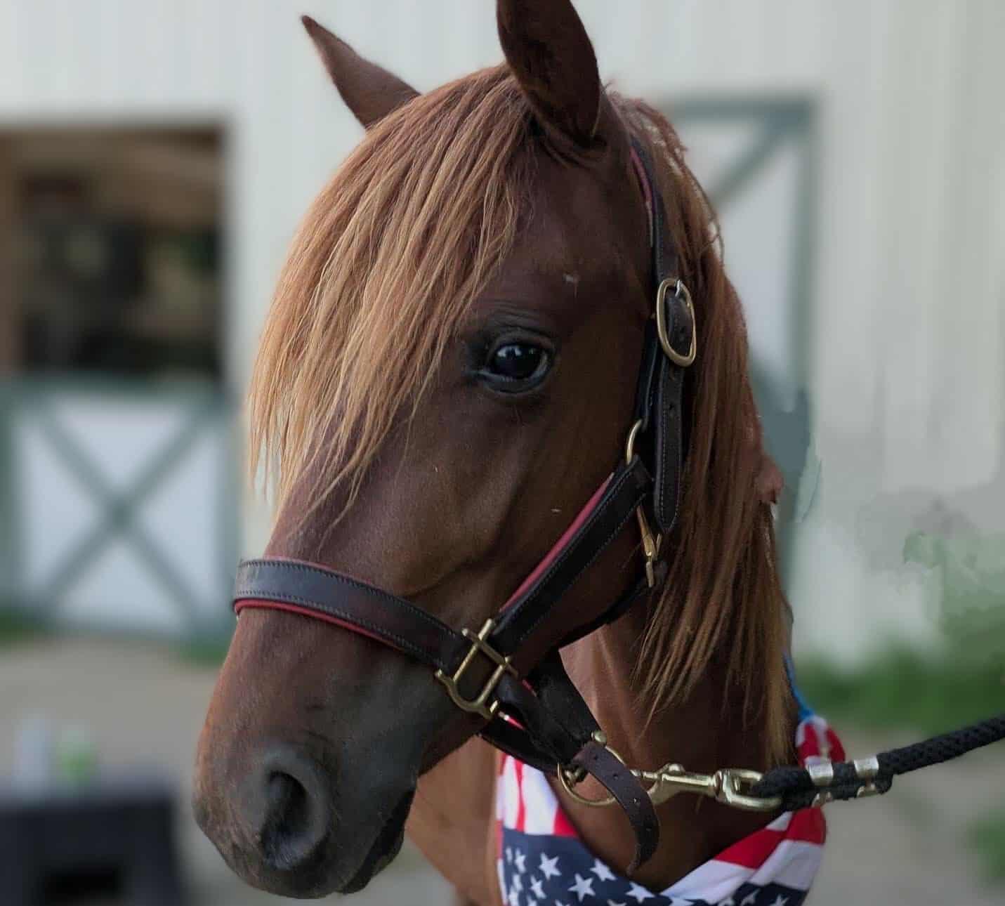 Enlarge Red-, a Adoptable Paso Fino in Huntington, WV image 3/6