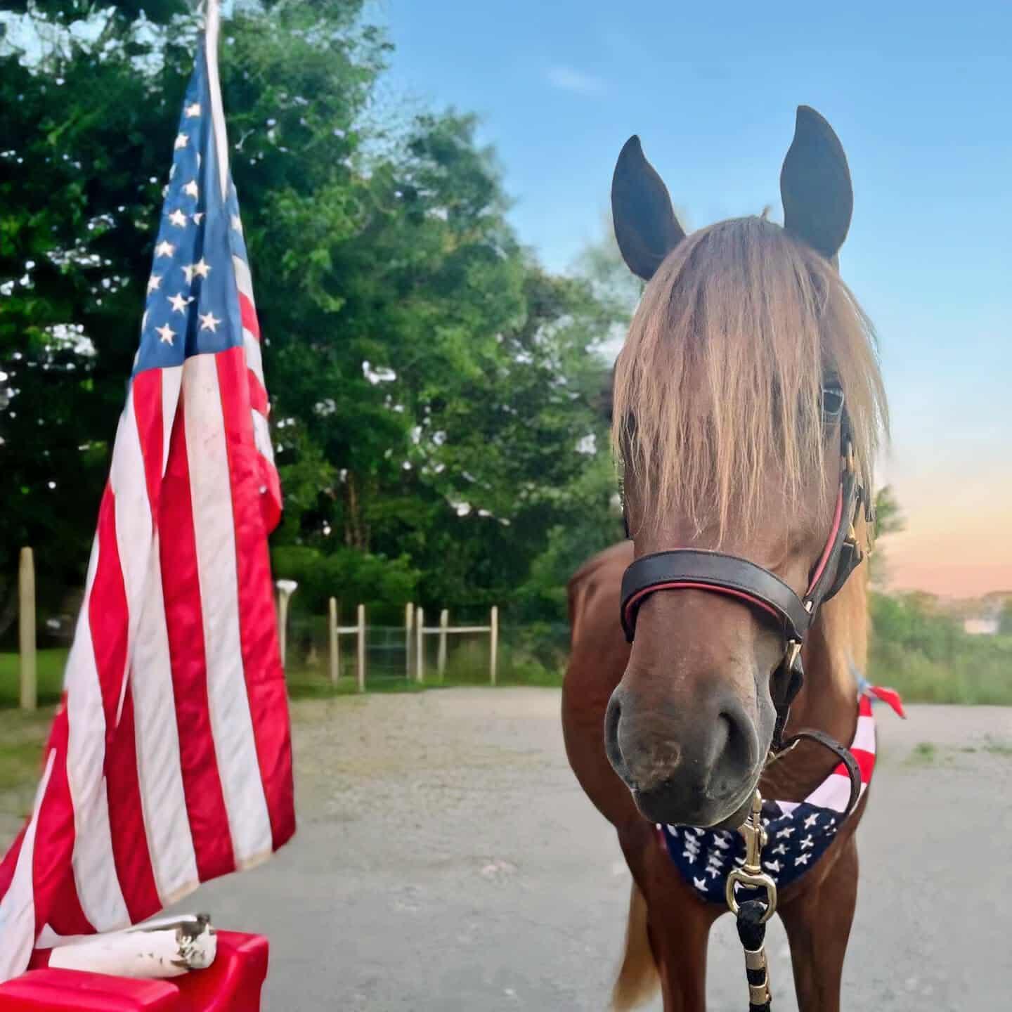 Enlarge Red-, a Adoptable Paso Fino in Huntington, WV image 5/6