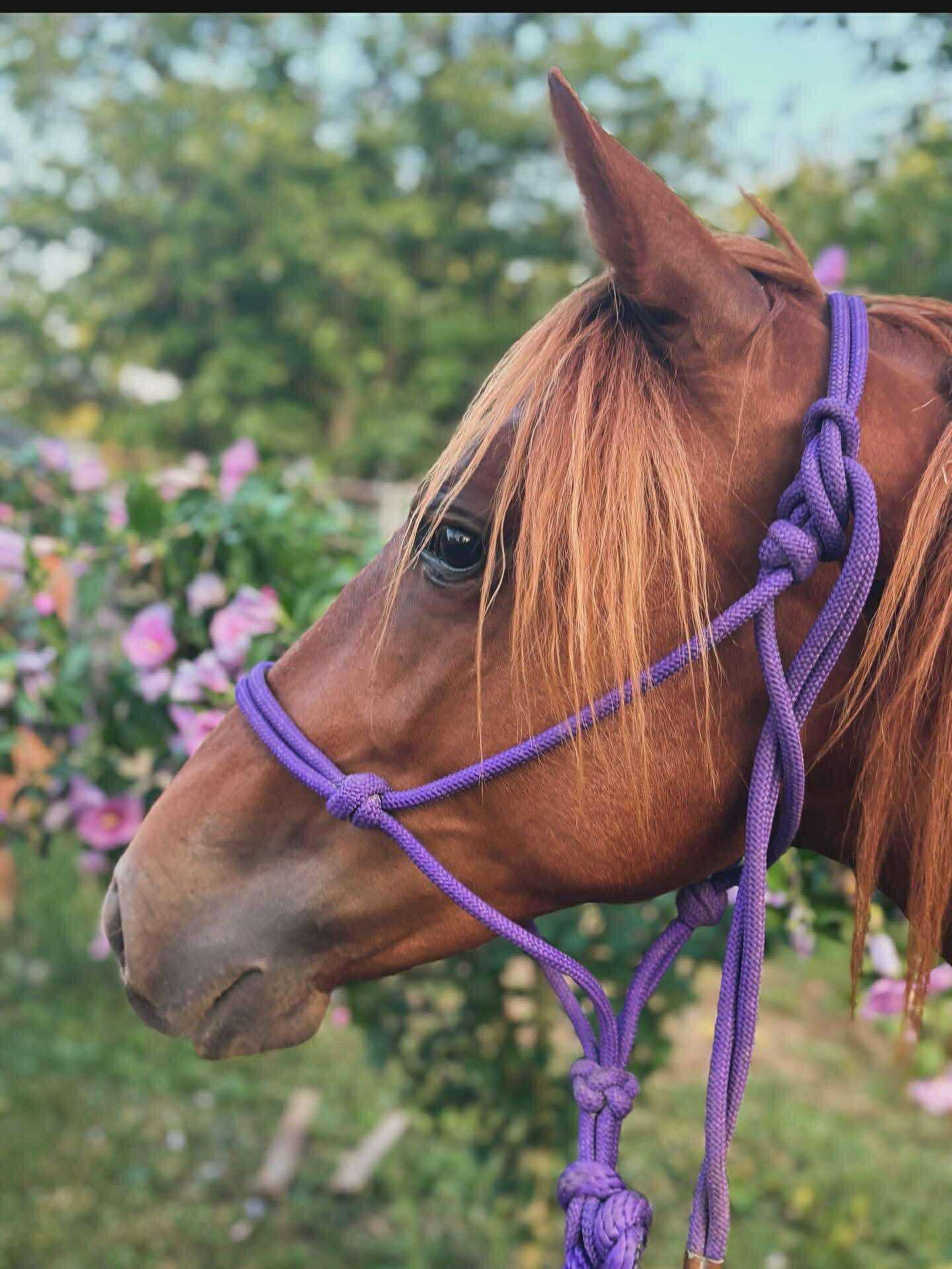 Enlarge Red-, a Adoptable Paso Fino in Huntington, WV image 4/6