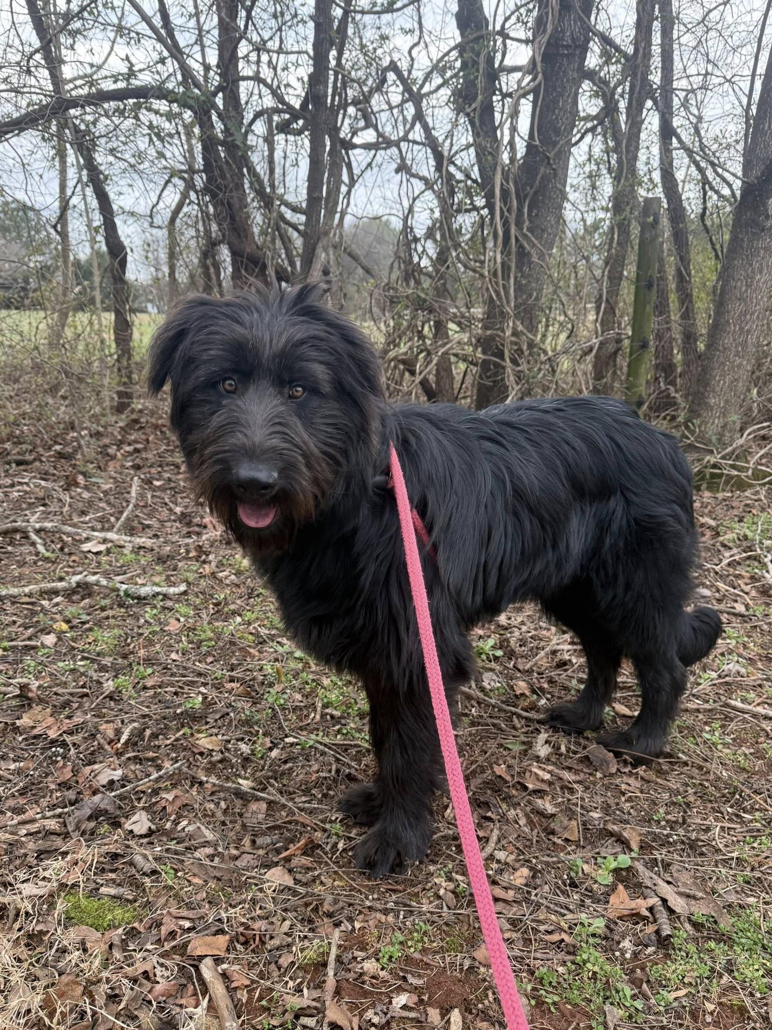 Enlarge Tucker, an adopted Goldendoodle in Salisbury, NC image 1/5