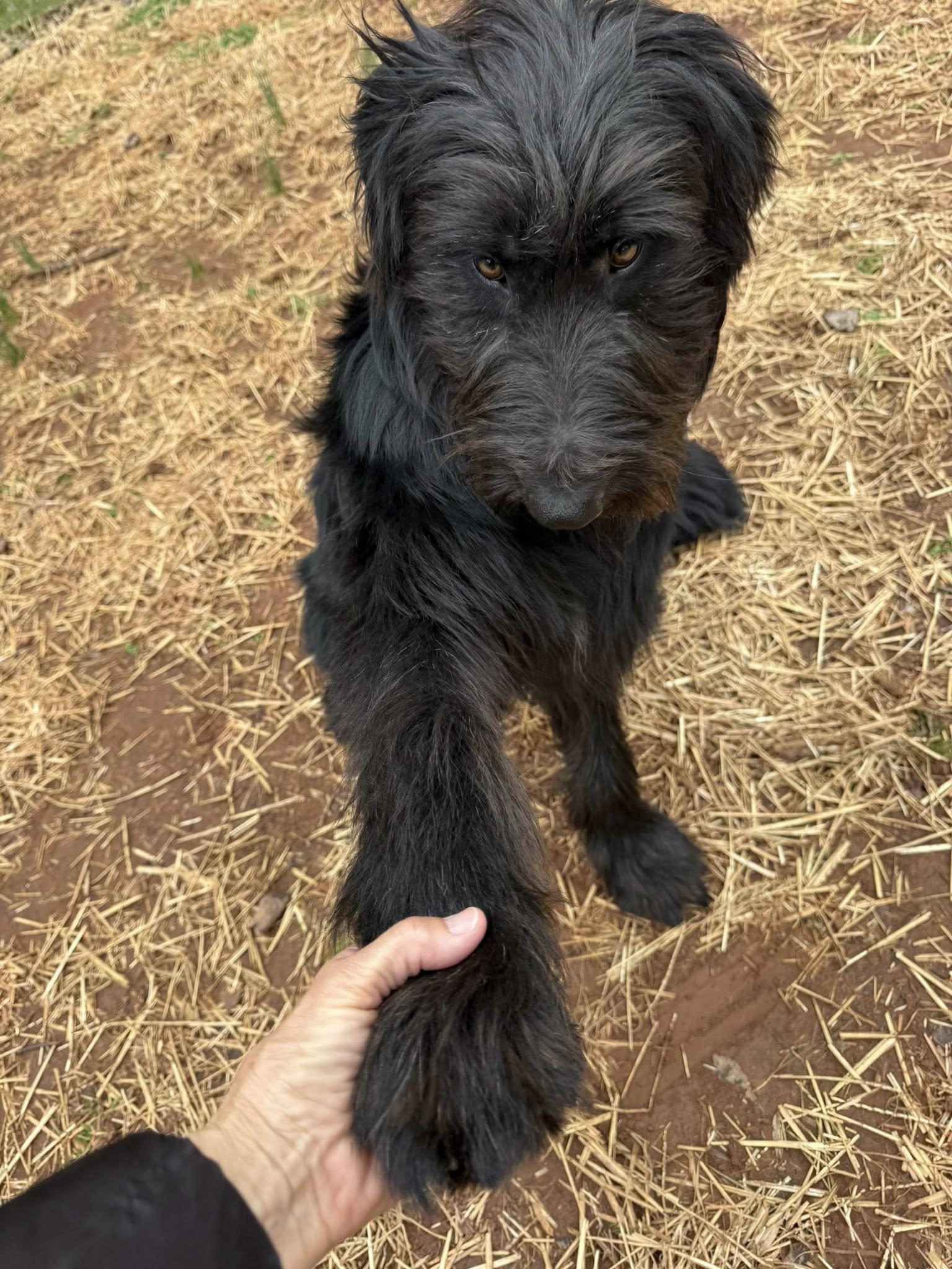 Enlarge Tucker, an adopted Goldendoodle in Salisbury, NC image 4/5