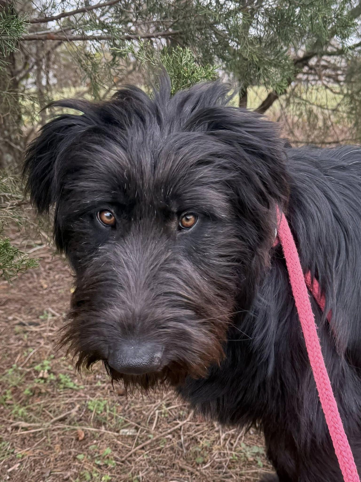 Enlarge Tucker, an adopted Goldendoodle in Salisbury, NC image 2/5