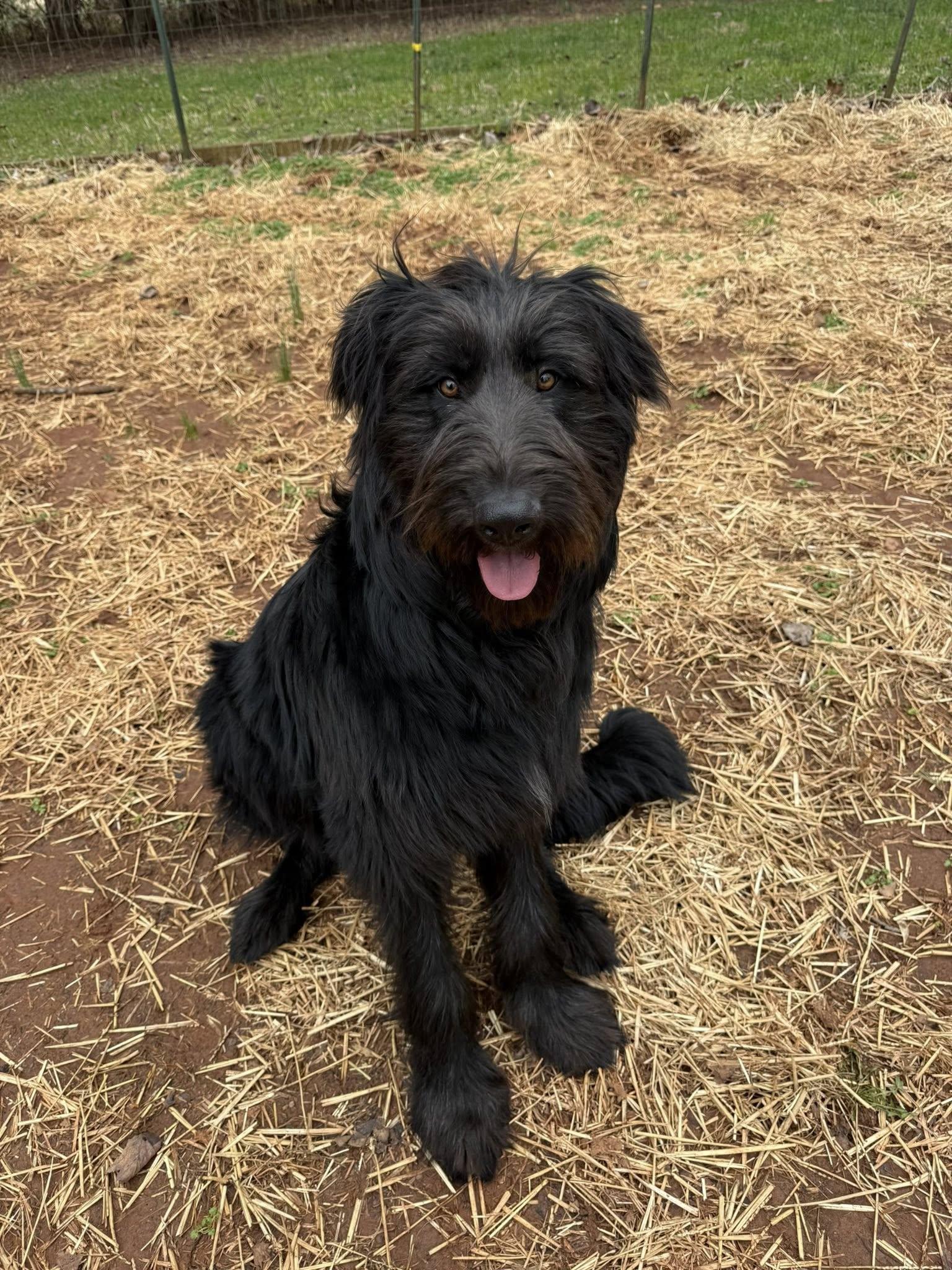 Enlarge Tucker, an adopted Goldendoodle in Salisbury, NC image 3/5