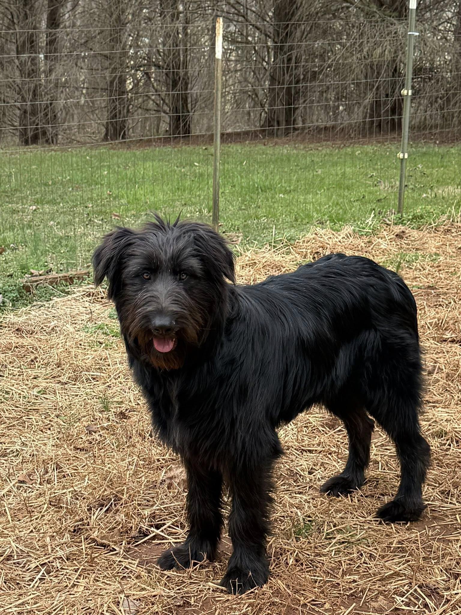 Enlarge Tucker, an adopted Goldendoodle in Salisbury, NC image 5/5