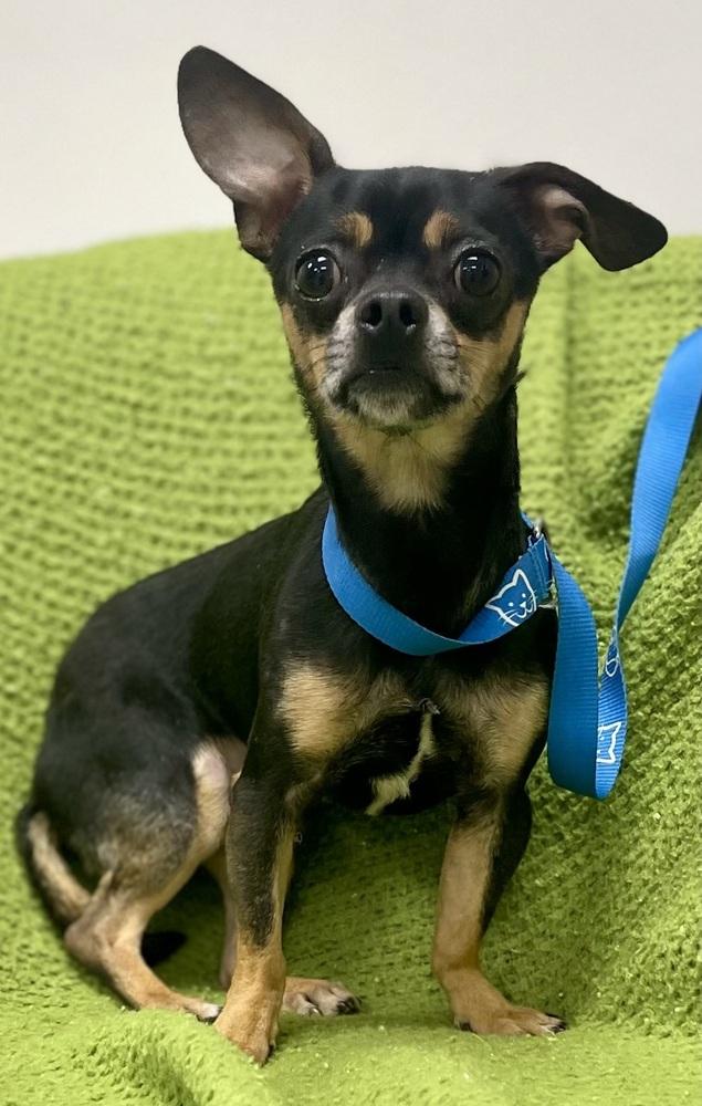 Hercules, Adoptable, Adult Male Chihuahua.